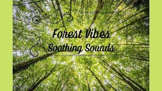 AMUSING FOREST SOUNDS - Ambient ASMR Music For Sleeping, Relaxing, Stress Relief, Meditation