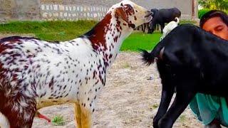 Animal Meeting Video 2022 | New Animal Meeting with New Style