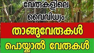 താങ്ങുവേരുകൾ പൊയ്ക്കാൽ വേരുകൾ