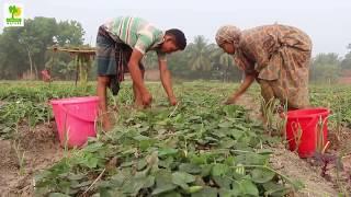 Pointed Gourd - Business Ideas with Trichosanthes Dioica Farming