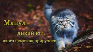 Манул або Палласів кіт - вічно незадоволений дикий кіт, якого не можна приручити