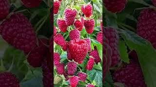 #redberry#satisfying#trending#shortvideo