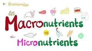 Macronutrients vs Micronutrients…What’s the difference?   | Diet & Nutrition