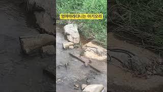 #오리 아기지키는 기특한 엄마오리