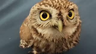 Close-up a Little Owl, Athene noctua