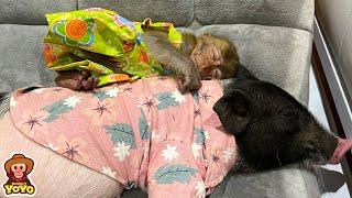 Monkey YiYi wants sleeps with Ủn Ỉn piglet because she is afraid of him leaving