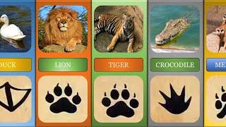 animals in different  footprint |Animal Footprint in sand