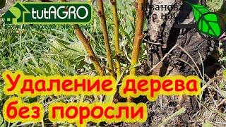 Как УБРАТЬ ЛЮБОЕ ДЕРЕВО БЕЗ ПОРОСЛИ и БЕЗ ПОСЛЕДСТВИЙ. Простой способ избавиться от ненужного дерева