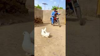 Kabootar khan aagye ️ calo ghar love you brids #shortvideo #villagelife #love