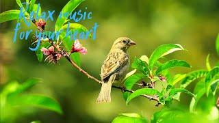 Relaxing sound the sound of the birdsong #3,best sound for Study,Relax,Meditation, Sleep.