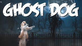 ghost dog