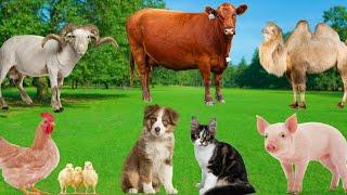 Familiar Animal Interests - Dogs, Cows, Pigs, Cats, Chickens - Animal Adventure