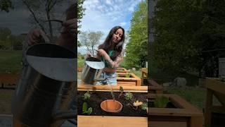 Never Water Your Garden Again #olla #ollas #oya #irrigation #gardeningvideos #growfood #gardener