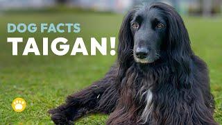 Taigan Dog Facts (Personality, Temperament, Health and More)