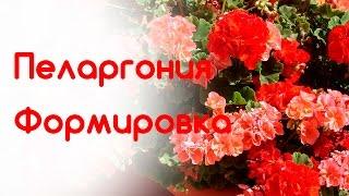 Как правильно формировать пеларгонию (герань). Обрезка, прищипка