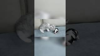Kitten's Reaction To Seeing Newborn Puppy For The First Time Is Heartwarming