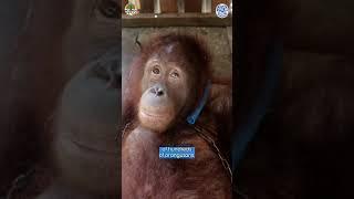 Help Orangutans like Budi This #InternationalOrangutanDay