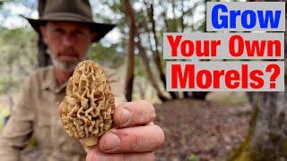 Want to Grow Your Own Morel Mushrooms? Learn Their Secrets