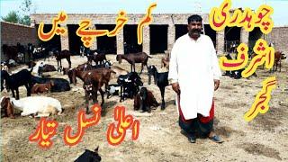 CH ASHRAF GUJJAR GOAT FARM |  EXTEREM QUALITY GOATS | BEETAL GOATS