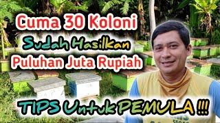 Usaha Ternak Lebah Yang Sukses Modal Awal 30 Koloni, Sedikit Tapi Hasil Puluhan Juta Perbulan