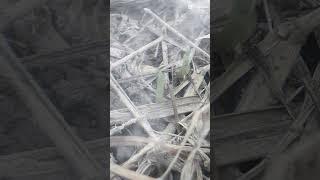 PLANTS#shorts #viral
