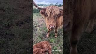 Newborn highland calf , he’s a beauty isn’t he ️ #highland #cow #farmlife #farm #farming