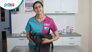 How To Apply A Spot On Flea Treatment For Your Cat: PDSA Petwise Pet Health Hub