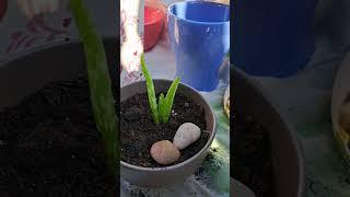 How to make alovera as an indoor plant 🪴. #indoorplants #alovera #shortvideo