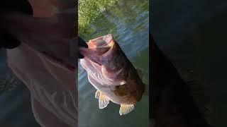 1st fish of 5.14.25 #zmanfishingproducts #bassfishing #lakeperrisfishing #sportfishing #fishing