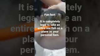Me in and my fish #fish #animals #fly #legal #shorts #fypシ #fyp