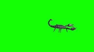 Green Screen Scorpion Animation