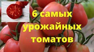 Самые урожайные томаты для теплицы