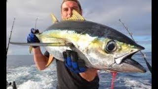 Yellow fin tuna(tuna sirip kuning) laut dalam
