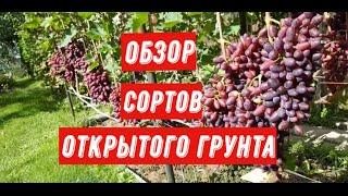 Обзор сортов винограда открытого грунта