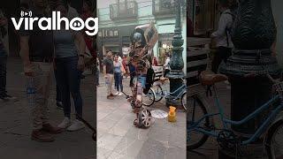 Street Performer's Transforming Costume || ViralHog