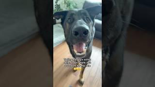 Testing my dog's acting skills  #billybob #funny #funnydogs #dogshorts #haha #dogs #jokes