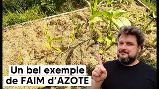 Un bel exemple de FAIM d'AZOTE : AVEC et SANS, sur une même culture