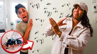 We Found BLACK FLIES In Our House 🪰