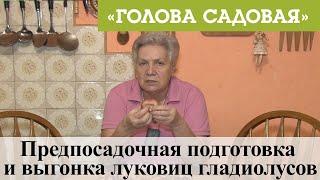 Голова садовая - Предпосадочная подготовка и выгонка луковиц гладиолусов