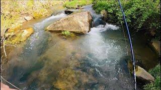 TROUT FISHING Small Pennsylvania Streams In May #troutfishing #trout #fishing