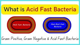 What is Acid Fast Bacteria | Everything about Gram +ve , Gram -ve  & Acid Fast Bacteria