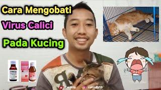 Cara Mengobati Virus Calici Pada Kucing