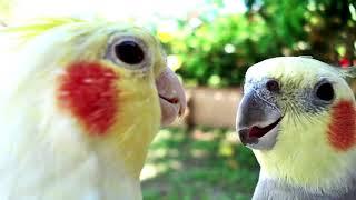 DON'T WORRY BE HAPPY Whistle Practice Cockatiel Bird Sings