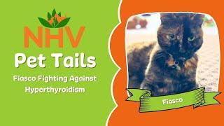 Pet Tails: Fiasco Fighting Against Hyperthyroidism