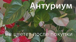 №97. Антуриум перестал цвести. Почему нет цветов и растут мелкие листья на антуриумах после покупки?