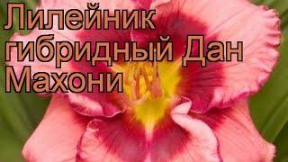 Лилейник гибридный Дан Махони (hemerocallis)  обзор: как сажать, рассада лилейника Дан Махони