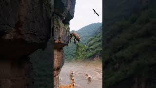 Tiger  fox  action funny #animals #tiger #trendingshorts #shortvideo #trending #shorts #short