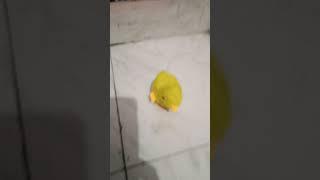 funny chicks | chicks playing | yellow chicks | chicks for kids | chicks |