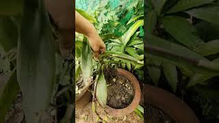 growing plants  #succulent #garden #faming #vegetables #plants #success #naturelife
