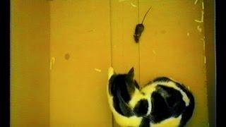Living in a box - Cat and mouse in a box